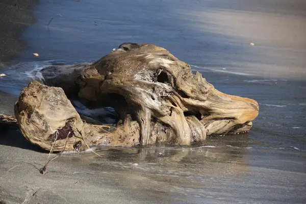Driftwood in the shape of a dog's head by...