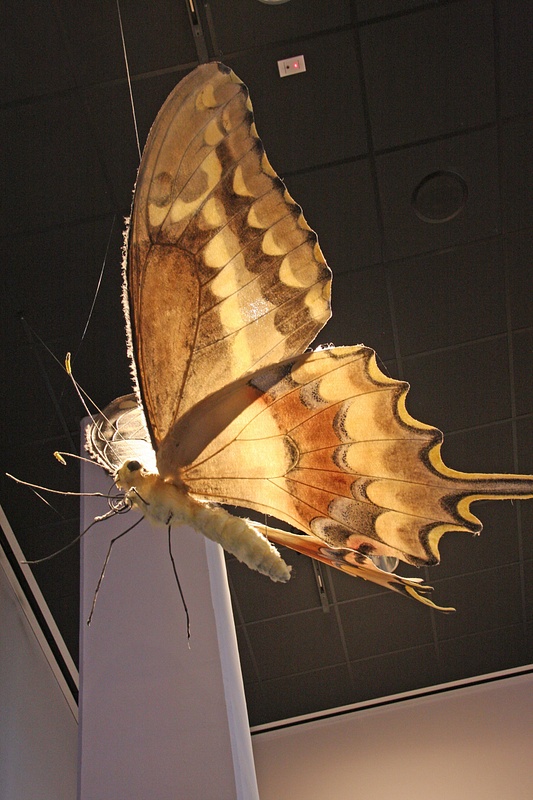Florida Museum of Natural History-Mothoria