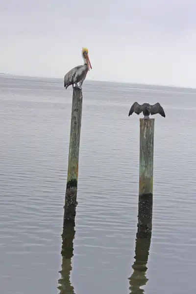 Brown Pelican and Double Crested Cormorant-Pine Island...