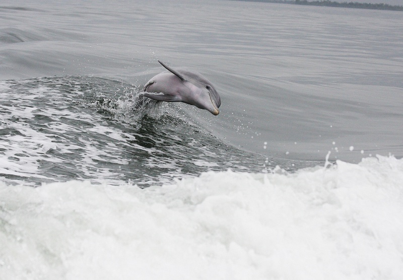 Dolphin-Following us on our way to North Captiva Island