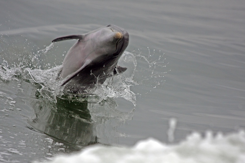 A young dolphin practicing his breaching