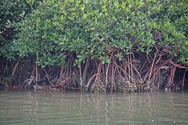 Mangroves by ThomasCarroll235