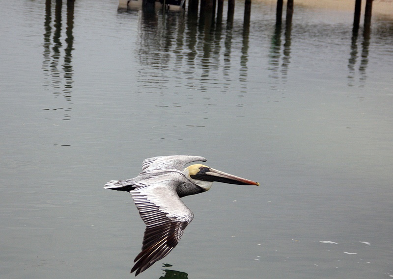 Brown Pelican on patrol