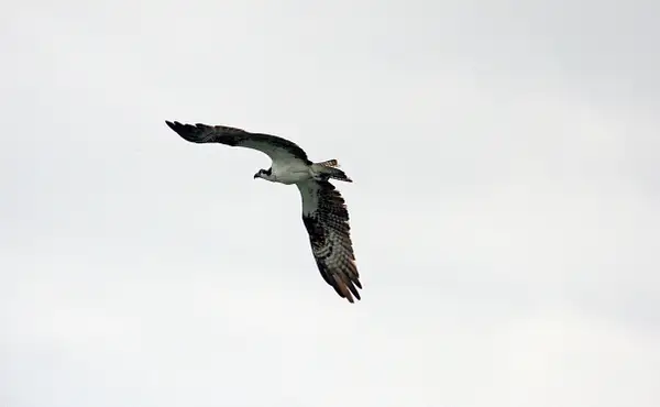 Osprey in flight-North Captiva Island by ThomasCarroll235