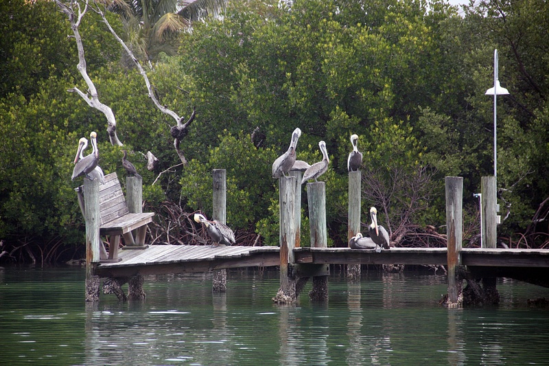Pelican hangout-North Captiva Island