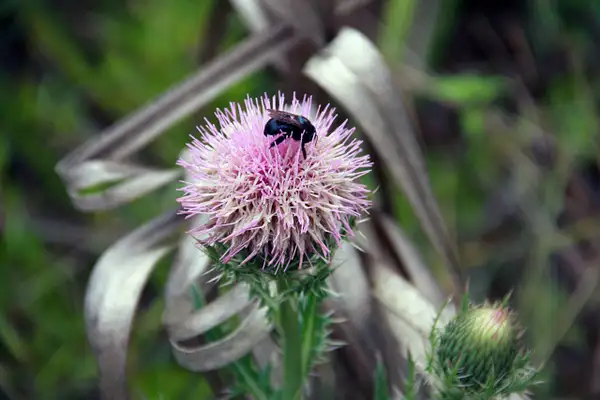 Bee on a thistle-North Captiva Island by ThomasCarroll235