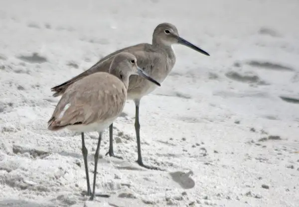 Willets by ThomasCarroll235