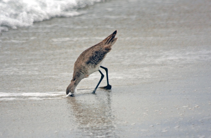 A Willet bobbing for lunch