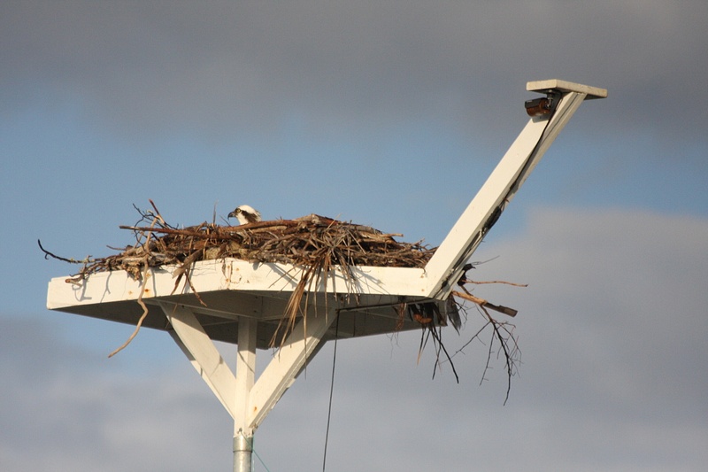 Osprey Nest-North Captiva Island