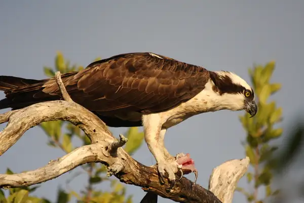 Osprey feeding on a fish kill-North Captiva Island by...