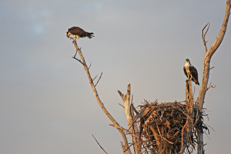 Osprey nest-North Captiva Island