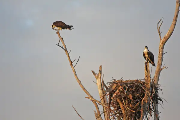 Osprey nest-North Captiva Island by ThomasCarroll235