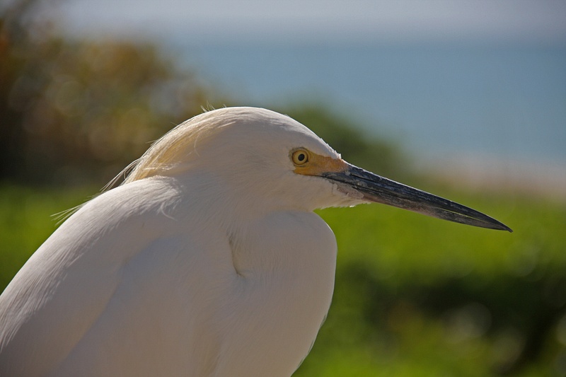 The resident Snowy Egret at the Bonita Springs Beach Club