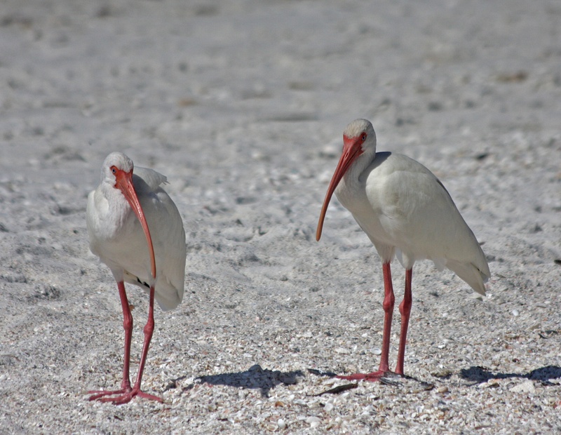 A pair of White Ibis on Bonita Springs beach