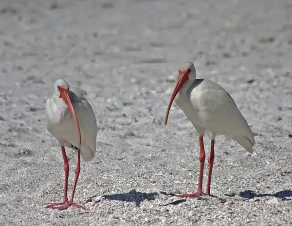 A pair of White Ibis on Bonita Springs beach by...