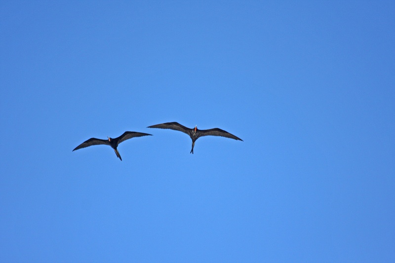 Frigate Birds soaring