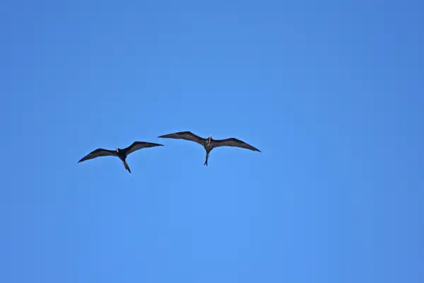 Frigate Birds soaring by ThomasCarroll235