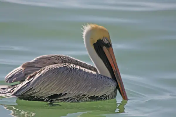 Brown Pelican by ThomasCarroll235