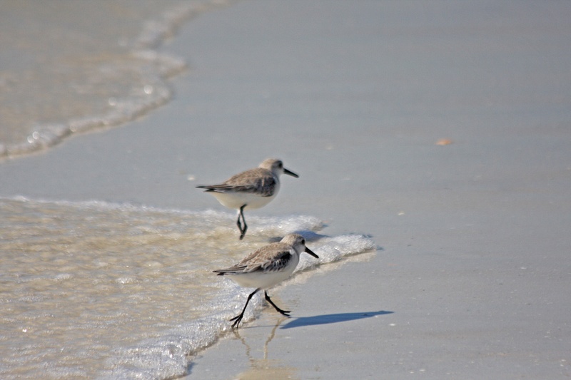 Piping Plovers
