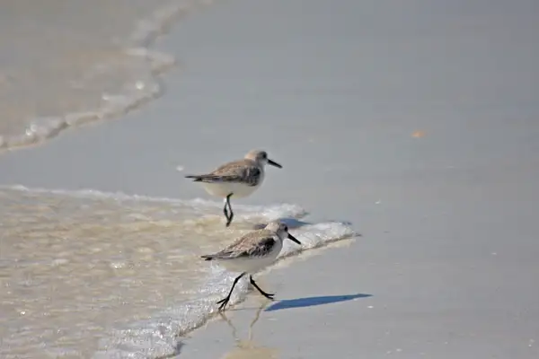 Piping Plovers by ThomasCarroll235