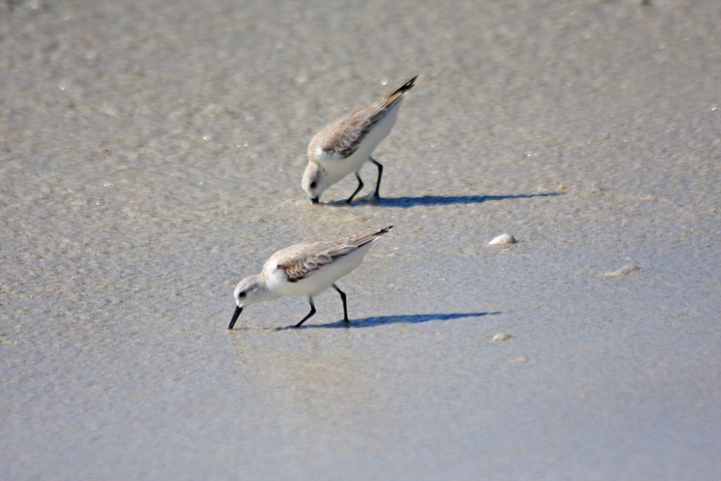Piping Plovers poking around for their lunch
