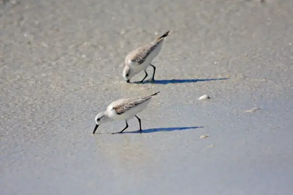 Piping Plovers poking around for their lunch by...