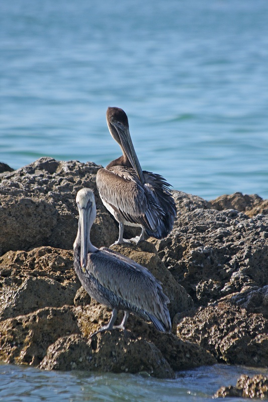 Brown pelicans sunbathing