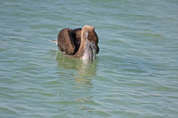 Got 'em! The Pelican flips the fish over in his large...