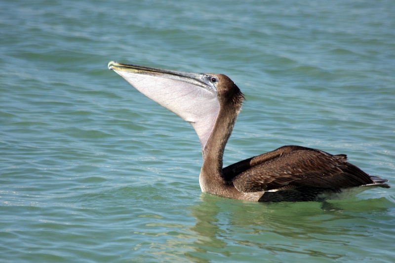 The Brown Pelican savors his catch before swallowing it.