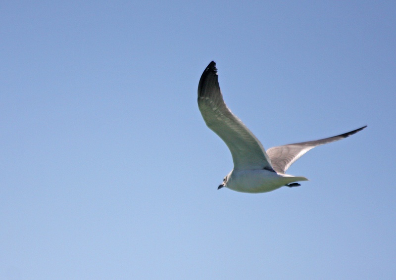 Laughing Gull-Smallist & darkest of the three common gulls