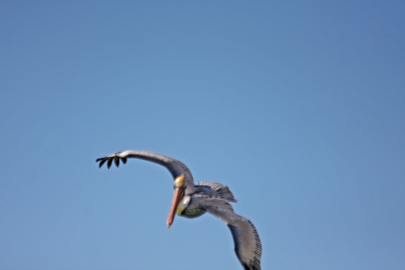 Pelican turning into a dive