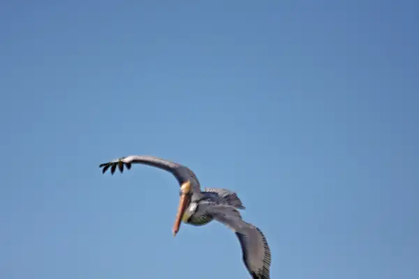 Pelican turning into a dive by ThomasCarroll235