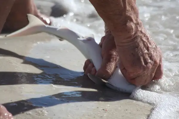 Trying to remove the hook from a baby shark's mouth by...
