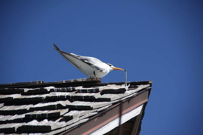Royal Tern-Dives for fish from 50-60 feet