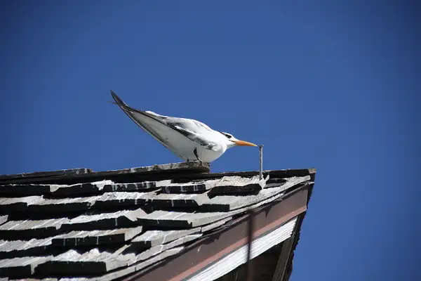 Royal Tern-Dives for fish from 50-60 feet by...