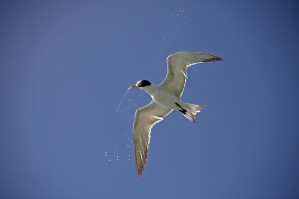 Royal Tern by ThomasCarroll235