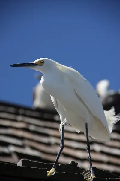 Snowy Egret giving the evil eye on Naples Pier by...
