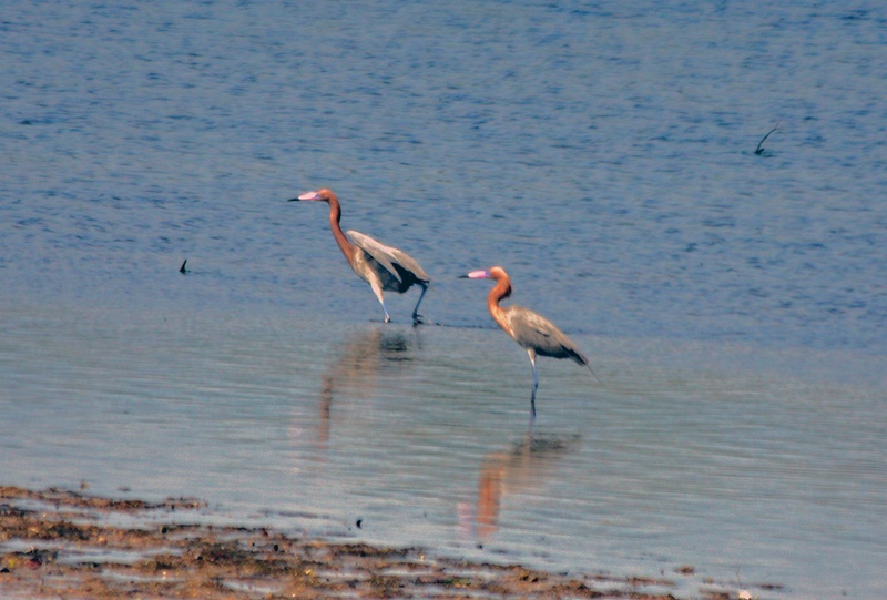 A pair of Reddish Egrets