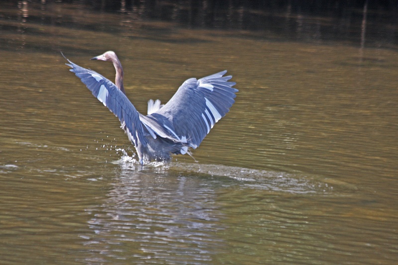 Reddish Egret getting airborne