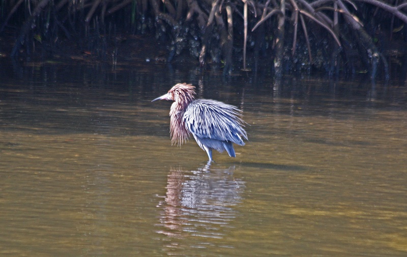Reddish Egret drying out its feathers
