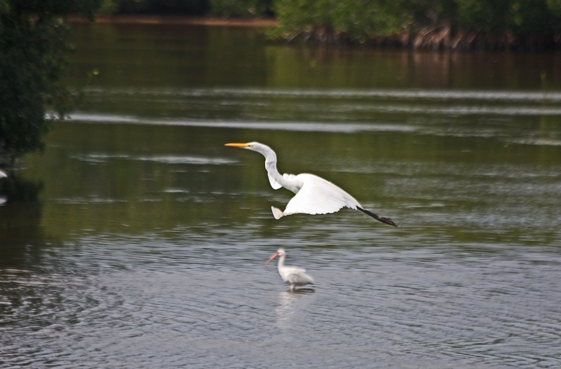 A Great Egret takes off