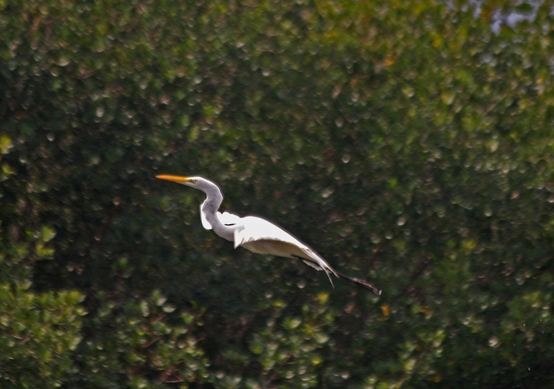 Great Egret ascending