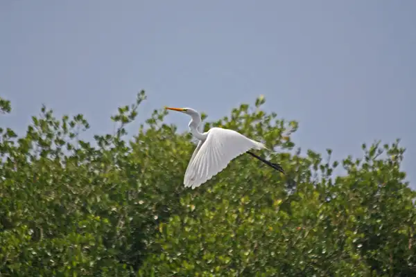 Great Egret ascending by ThomasCarroll235