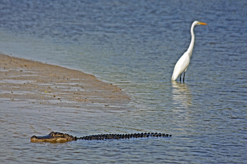 The egret seems unpreturbed by the proximity of a deadly predator