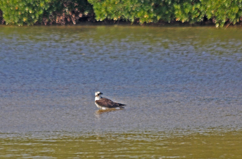 An Osprey wading.