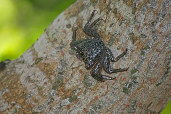 Mangrove Tree Crab by ThomasCarroll235