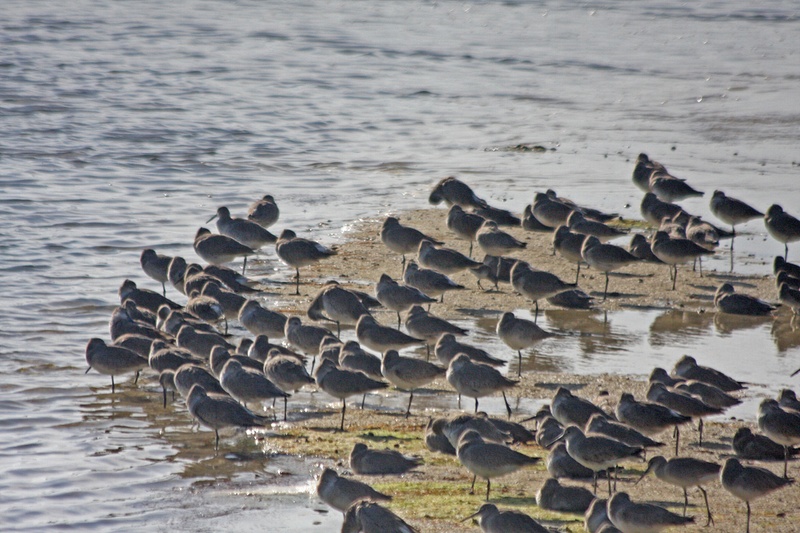 A flock of Willets