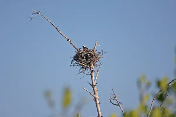 Osprey nest by ThomasCarroll235