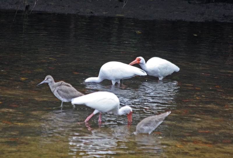 Willets ands Ibis at a buffet