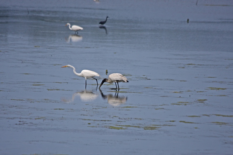 A Great Egret and Wood Stork on the flats